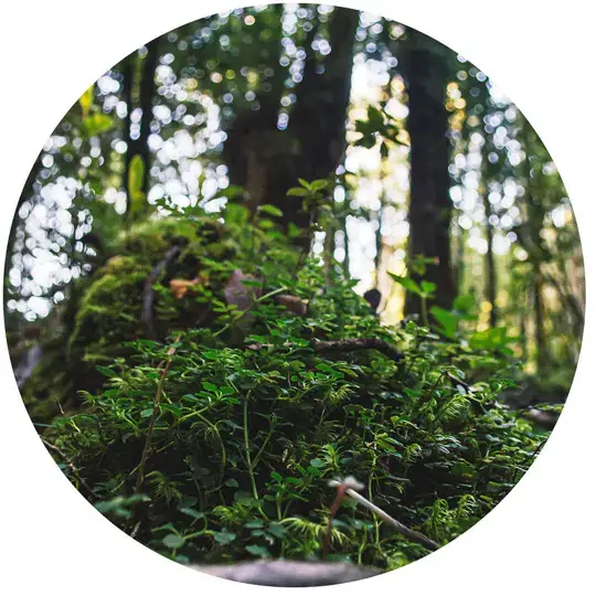 Tipos de parcelas en chiloe