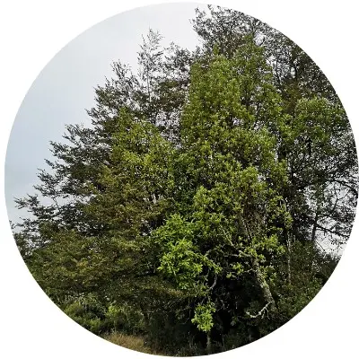 Costa los navegantes2