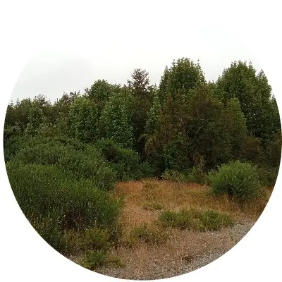 Lecam7