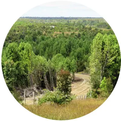 Llanos de rio manso1