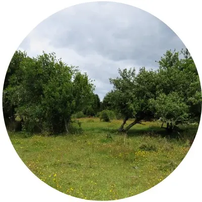 Llanos de rio manso3