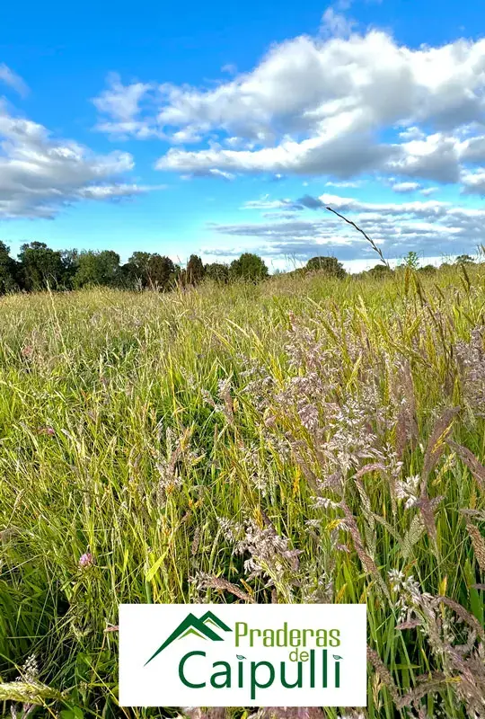 Praderas de caipulli